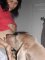 Dog Maxi Kiss